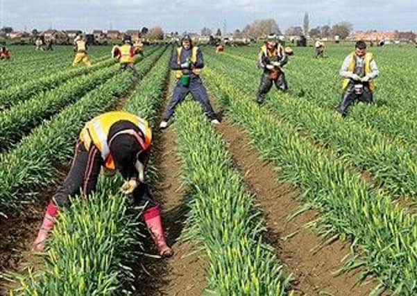 Government statistics are "inadequate" for assessing labour shortages in agriculture, MPs have said.