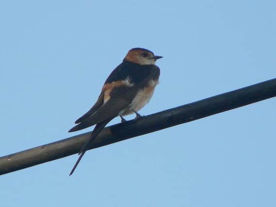 A red-rumped swallow.  Picture by John Sadler.