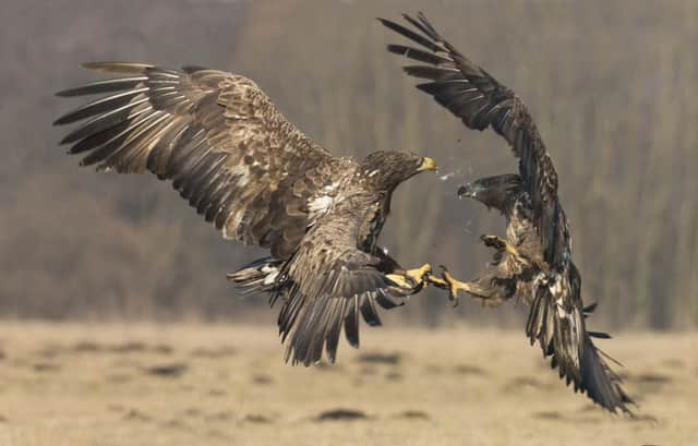 John Hunt flew away with the top prize after capturing two white-tailed eagles fighting over a kill on the Danube delta in Romania. Picture: SWNS