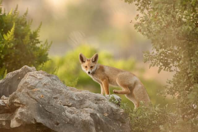 A three month-old fox cub in Israel. Picture: SWNS
