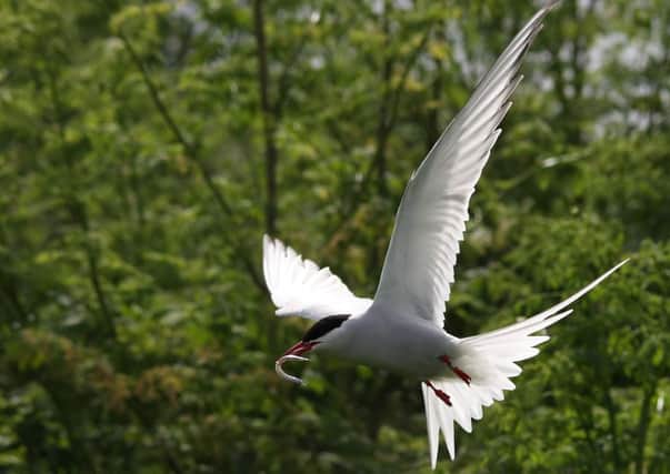 An Arctic tern. Picture by Jim Welford.