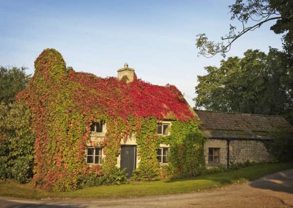 Duxey Cottage is covered with Virginia creeper and is a local landmark.