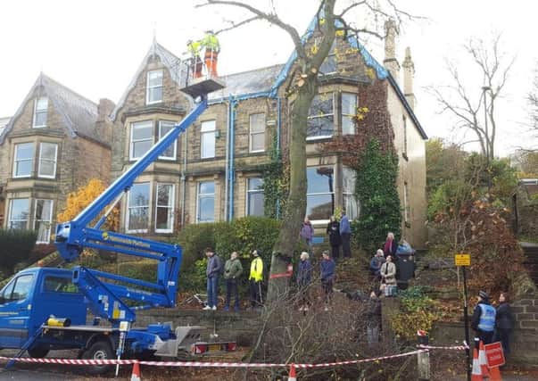Trees are felled in Rustlings Road. Photo: Danny Lawson/PA Wire