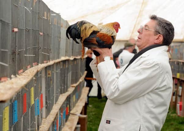 Poultry Judge Jeff Maddock at the 2015 Otley Show