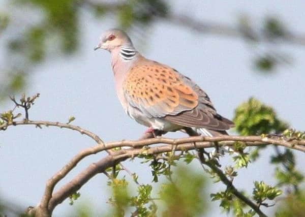 A turtle dove, photographed by Michael Flowers.