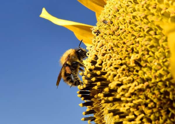 The effect of neonicotinoid pesticides on pollinators has become a political issue in the run up to the General Election, with the Labour Party committed to an outright ban if elected; the NFU says there is a lack of compelling evidence to support a ban. Picture by Owen Humphreys/PA Wire