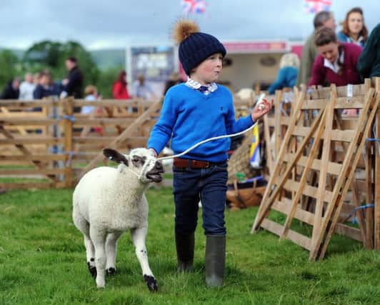 Four-year-old Henry Hall exercises his texel cross sheep at last year's Otley Show