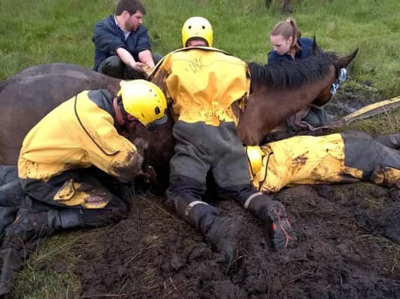 Fire crews dig deep to rescue a horse stuck in a boggy field.