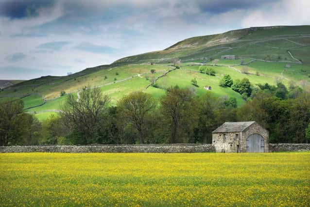 A meadow of buttercups in Swaledale. Picture: Bruce Rollinson