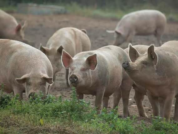 Cranswick is the third largest pig producer in the UK