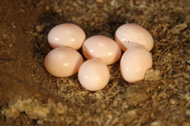 Kingfisher eggs, a welcome discovery for the patient artist.