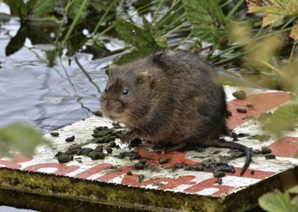 One of the water voles now living at Malham Tarn in the Yorkshire Dales. Picture: Paul C Dunn