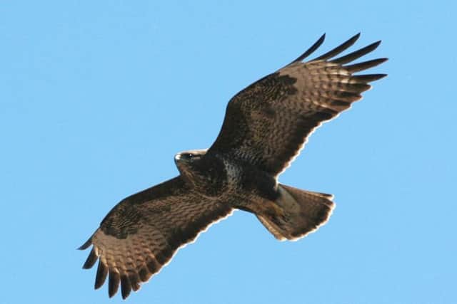 Two buzzards have been shot in the North Yorkshire Dales in the past month alone.