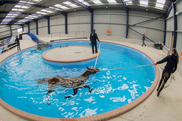 A race horses exercising in the new horse-spa centre at Mark Johnston's, yard, Middleham.