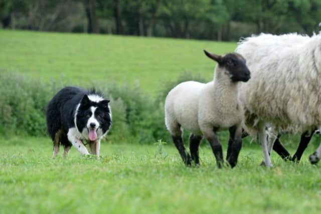 Moss, one of the sheepdogs at Brimham Glen Farm.