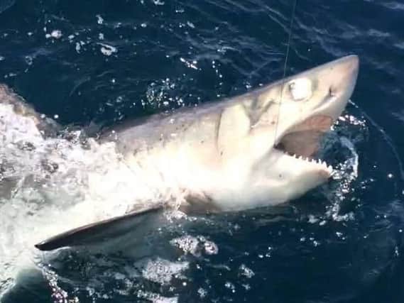 A porbeagle shark caught off the coast of Whitby on the boat charters, Mistress Sea Angling (mistress-whitby.co.uk)