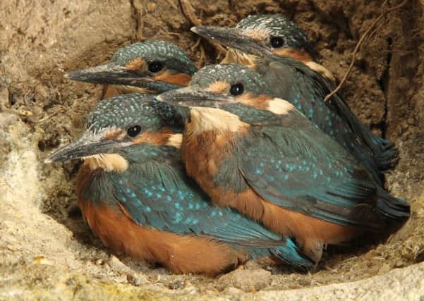 The kingfisher chicks gathered inside their nest. Picture by Robert E Fuller.