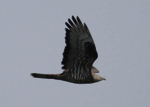 A picture of a honey buzzard in flight, captured by Dave Mansell at Wykeham Forest.