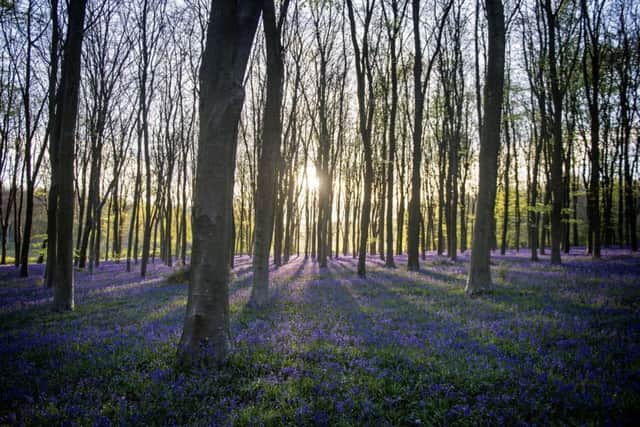 Fewer than half of young people can correctly identify bluebells, a survey commissioned by Plantlife suggests. Picture by Victoria Jones/PA Wire.