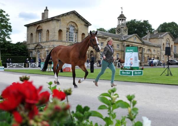 Nicola Wilson with her mount One Two Many at the inspection trot up at the Bramham Horse Trials earlier this week. (Picture: Tony Johnson)