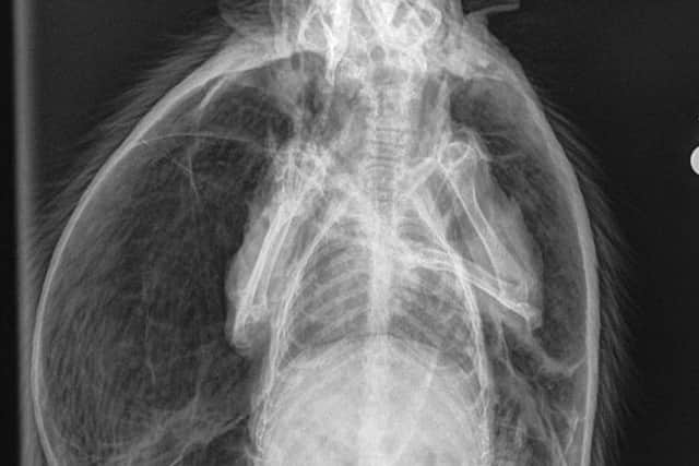 image of an X-ray issued by the RSPCA of a hedgehog suffering from a severe case of balloon syndrome and which was rescued by the RSPCA after being found in Doncaster. PA