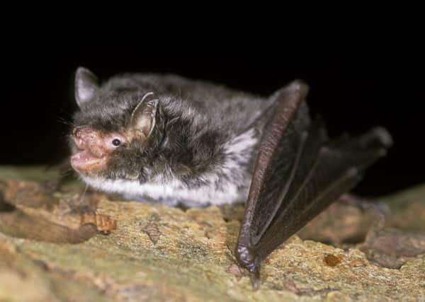 The population of Daubenton's bats has reportedly changed little since 2009. Picture by Hugh Clark/Bat Conservation Trust/PA Wire.