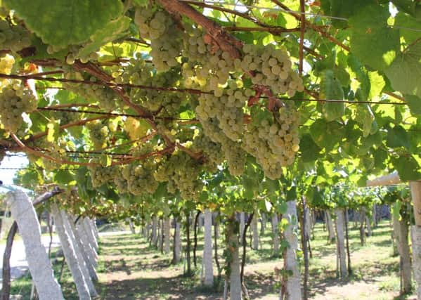 AlbariÃ±o grapes are grown on overhead trellises in RÃ­as Baixas.