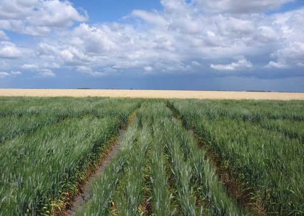 A ban could affect 1m hectares of arable crops, including cereals.