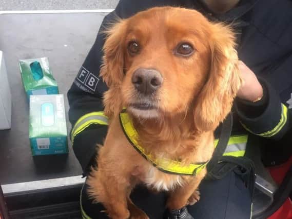 Dogs being deployed at Grenfell Tower - Image: Twitter @LondonFire