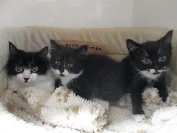 Simba (left) and her two kittens which were left outside a Scarborough charity shop in a black bin bag.