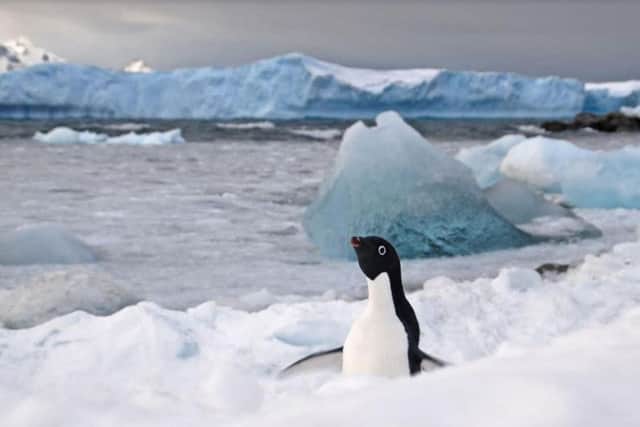 Adelie penguin on the Antarctic peninsula