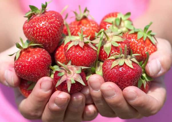 Industry body British Summer Fruits warns that the country's horticultural industry could be crushed without access to low skilled EU labour in any Brexit deal.