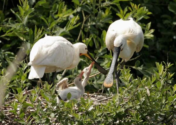 It has been some year for spoonbills. Picture by Natural England/PA Wire.