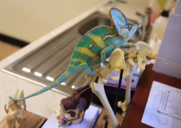 Emerald the chameleon made herself at home in the surgery.