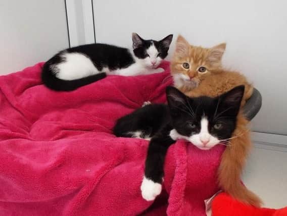 Can you give these kittens a home?