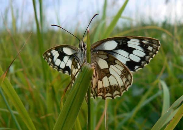 The marbled white can be considered the Kiplingcotes reserve's signature butterfly, writes Roger Ratcliffe.  Picture: Butterfly Conservation/Neil Hulme/PA Wire.