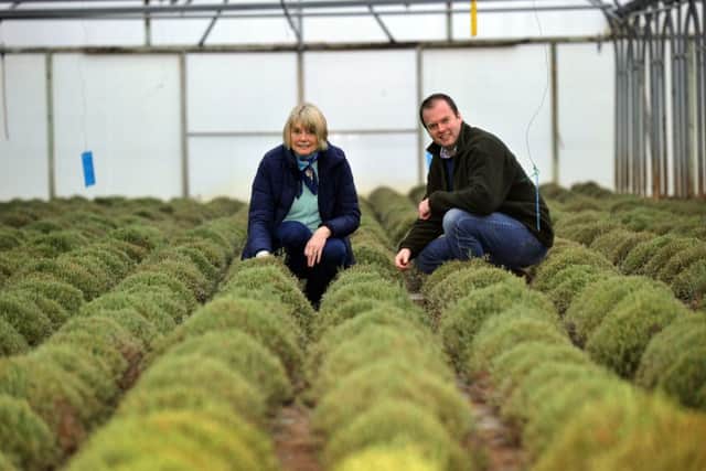 Alison Dodd and her son  Philip Dodd of Herbs Unlimited , Sandhutton near Thirsk, amongst some growing rosemary.
