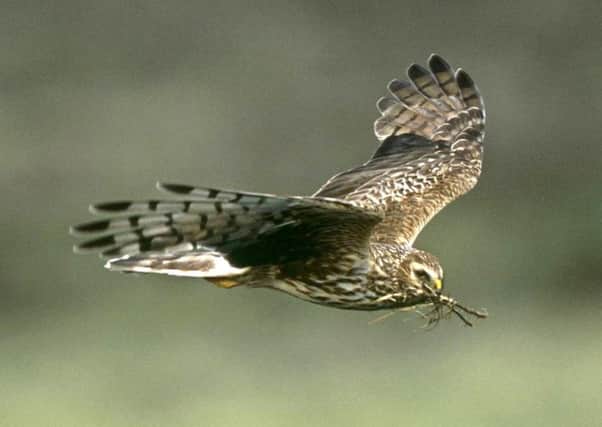 A hen harrier in flight. Picture: RSPB Images/PA Wire.