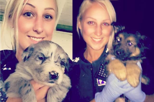 Some of the puppies rescued from the allotment following a police raid.