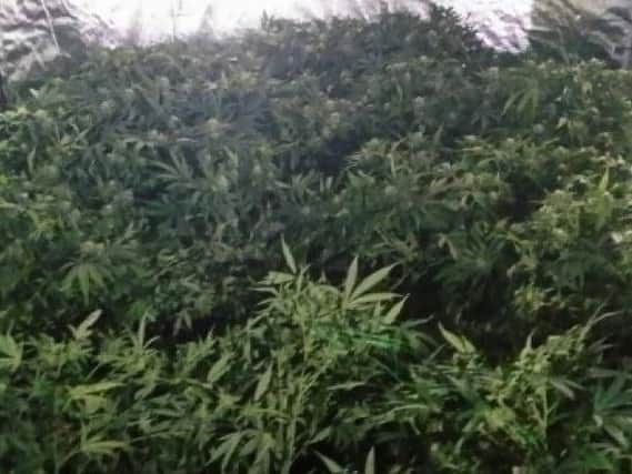 West Yorkshire Police images of the cannabis farm.