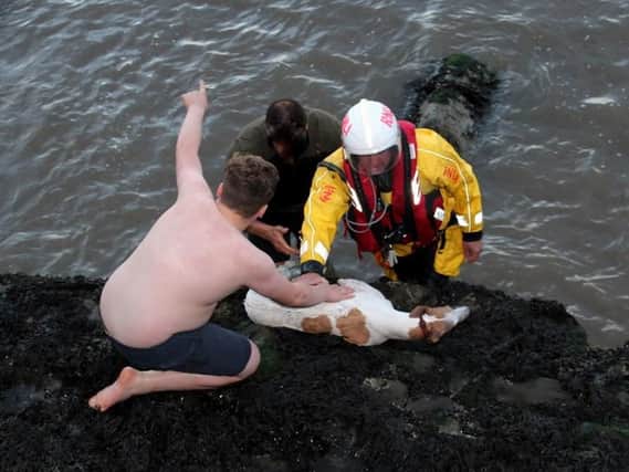 The dog was eventually pulled out of the water