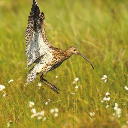 Curlews are just one of the bird species that the Ashes Pasture site is known to attract. Picture by Jon Hawkins.