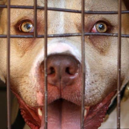 The RSPCA is campaigning against breed specific legislation (BSL) which banned Pit Bulls.