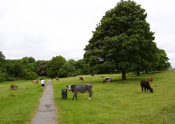Near York Road on Beverley Westwood.