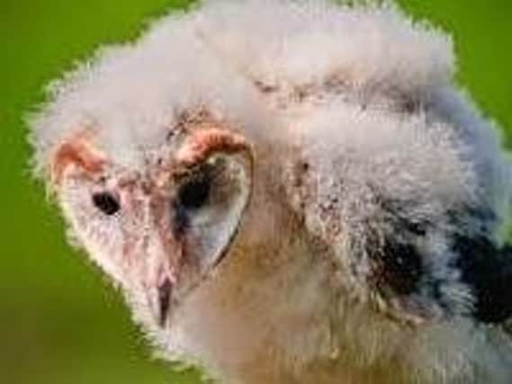 A barn owl chick
