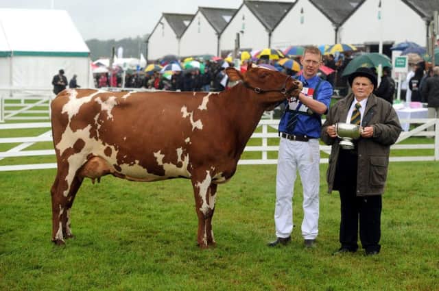 The 
Michael Spink Memorial Trophy is presented by Michael Warren, right, to Richard Baynes from Hexham with his Ayrshire Heifer.  Picture by Tony Johnson.