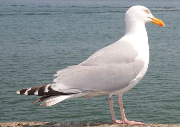 Seagulls have been attacking Bridlington's posties