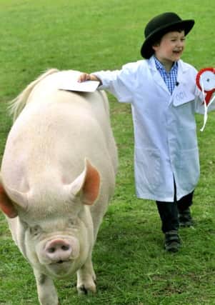 Fred Wilkins from Cornwall  taking part in the tiny tots section of the Young Handlers pig compeition at the Great Yorkshire Show .