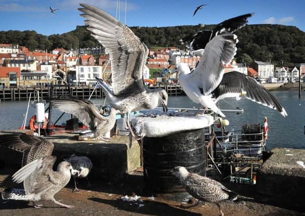 Plea to not feed the seagulls in Scarborough.