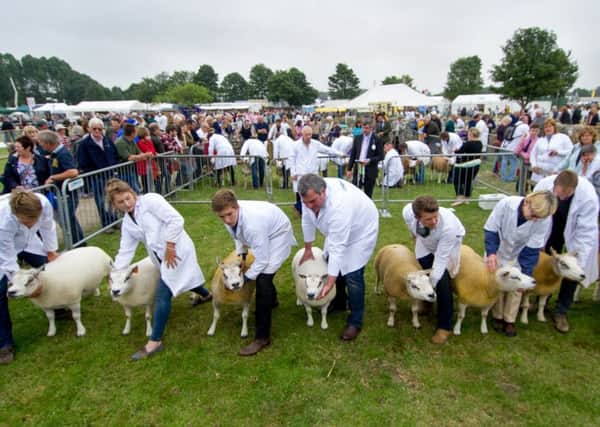 Judging in the sheep rings at Driffield Show. Pictures by James Hardisty.